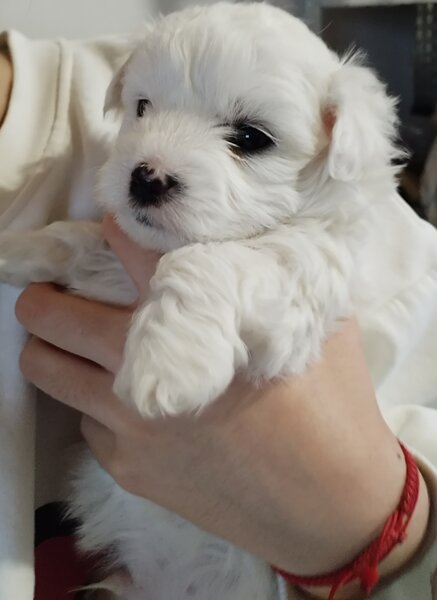 Bichoni dragalasi si jucausi.