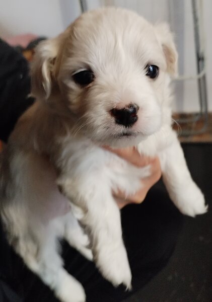 Bichoni dragalasi si jucausi.