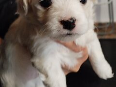 Bichoni dragalasi si jucausi