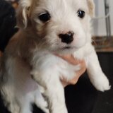 Bichoni dragalasi si jucausi